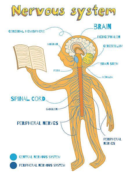 Parietal Lobe Illustrations Clip Art IStock In