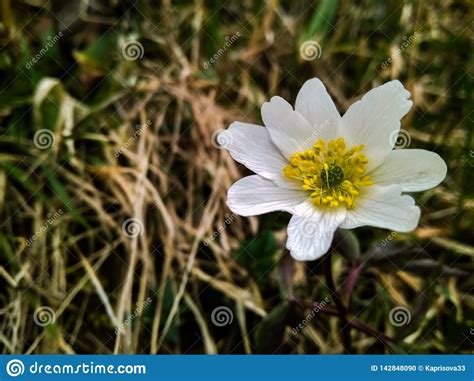 Beautiful White Spring Wild Anemone Flower In The Forest Close Up Stock