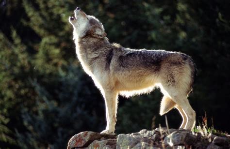 Biden Administration Mum So Far On Returning Gray Wolves
