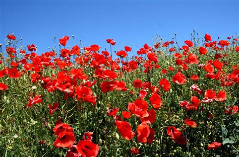 Wallpaper Poppies Fields Green Sun Sky Summer 3000x1980