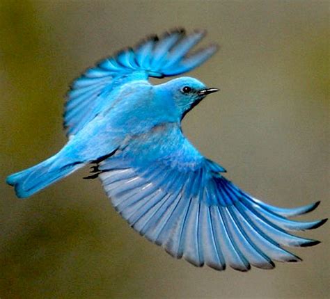 Blue Birds Bluebirds Ornithology