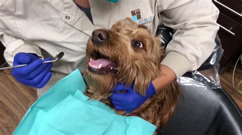 Dog Goes To The Dentist Youtube
