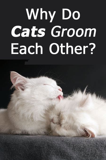 Yawning appears to be ubiquitous within the animal kingdom. Why Do Cats Groom Each Other? (the Answer Will Surprise ...