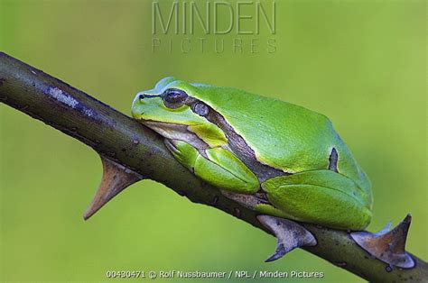 European Tree Frog Stock Photo Minden Pictures
