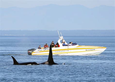 Whale Watching Tours Victoria Bc Reviewed By Locals