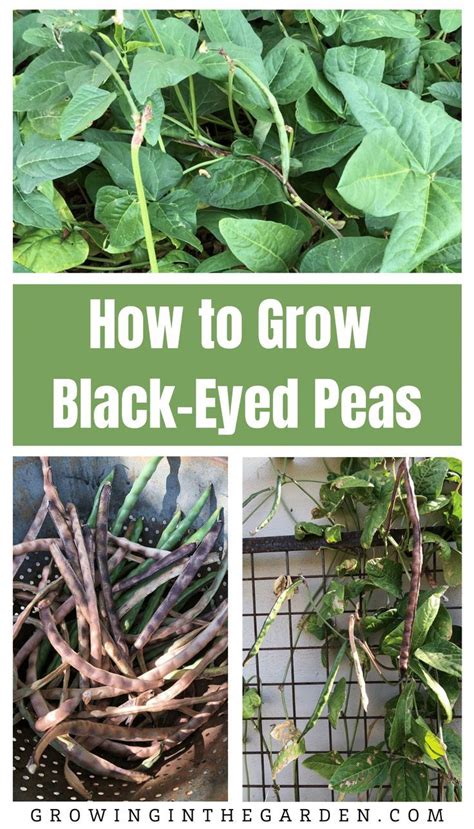 How To Grow Black Eyed Peas Black Eyed Peas Growing Beans Plants