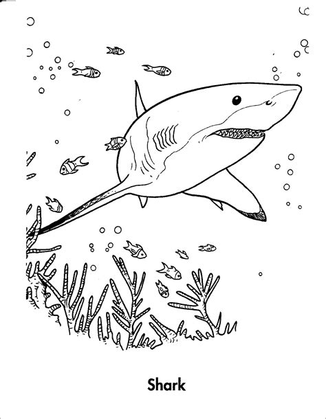 Shark Coloring Pages Coloringbay