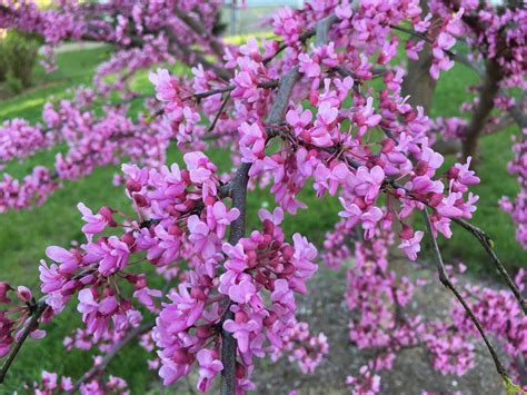 These caterpillars roll the leaves of the tree to protect themselves while feeding. Redbud, The Rising Sun™ - TheTreeFarm.com