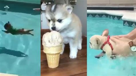 Best Compilation Tiktok Of Funny Dogs Youtube
