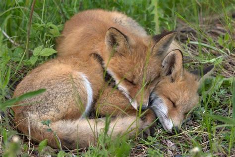 Fox News Adorable Pups Nap Together Fox Pups Fox Pictures Animal