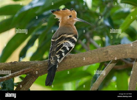 Madagascar Hoopoe Upupa Marginata Ankarafantsika National Park