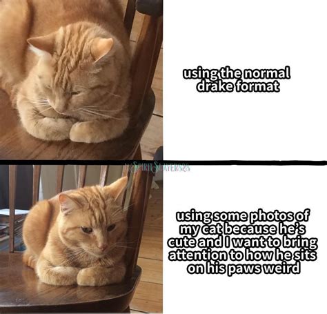 Most 23 Dank Cat Memes Cat Memes Clean Cat Memes Funny Cat Memes