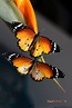 Gorgeous Danaus chrysippus | Butterfly photos, Beautiful butterflies ...
