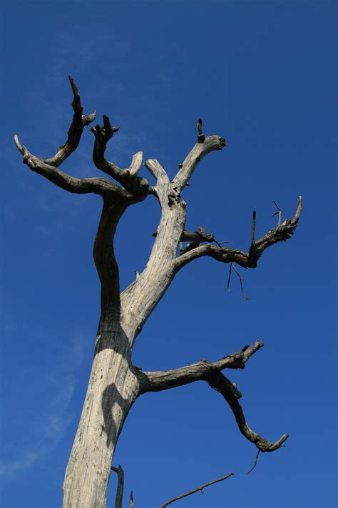 Free Photo Dead Tree Abstract Bare Blue Free Download Jooinn