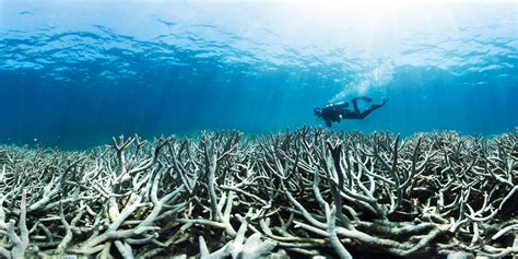 Great Barrier Reef Faces Climate Threats Time