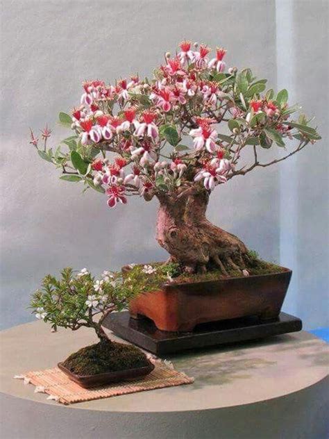 Pineapple Guava Bonsai Tree Tropical House Plant 20 Seeds Etsy Uk