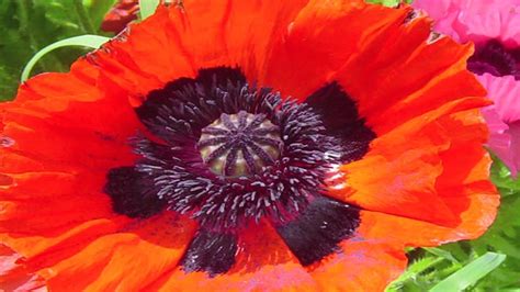 Gardening Lessons Different Types Of Poppy Plants Youtube