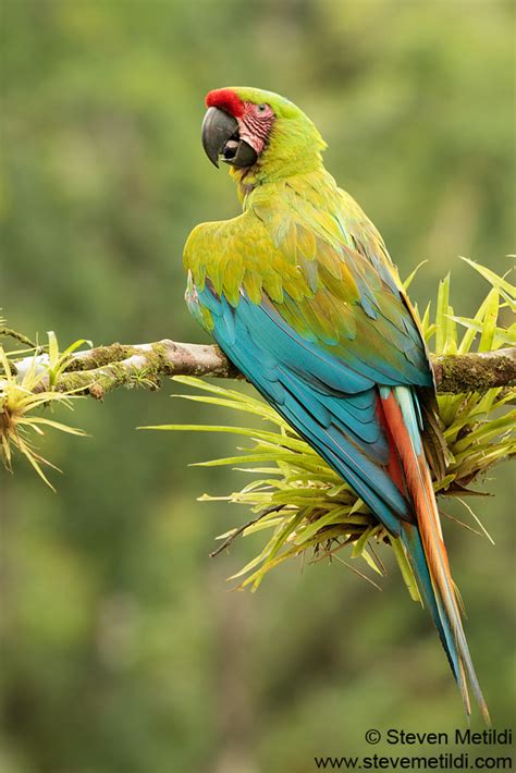 Great Macaw Biological Science Picture Directory