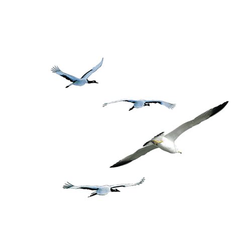 Gambar Burung Cililinformat Png Flying Bird Png Transparent Images