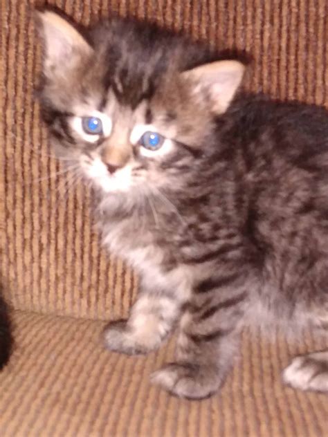 Sweet Kitties Looking for Forever Home - Petclassifieds.com