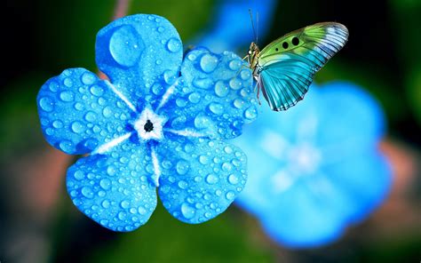 Download Wallpapers Myosotis 4k Macro Dew Blue Flowers Spring Beautiful Flowers Butterfly