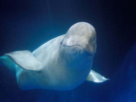 Iceland Is Home To The Worlds First Open Water Sanctuary For Beluga Whales