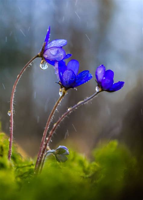 She knows a lot about different plants. After The Rain | Flower pictures, Flower aesthetic ...