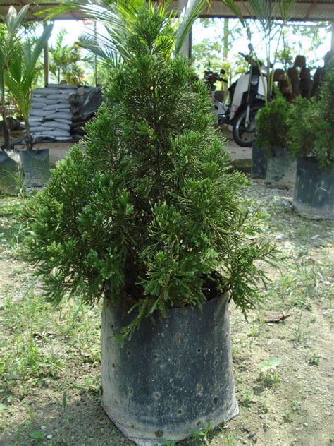 Sama ada kategori jenis material pokok/bunga. Nursery Bunga dan Landskap Taman: Produk Nursery : Bunga ...