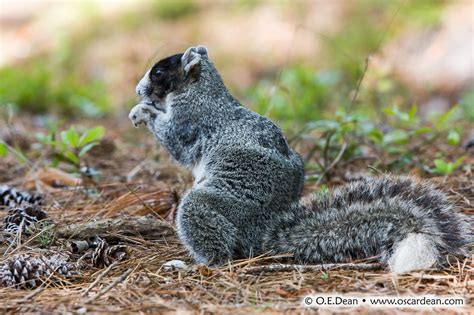 Oscar Dean Photography Photo Of The Week 42 Grey Fox Squirrel