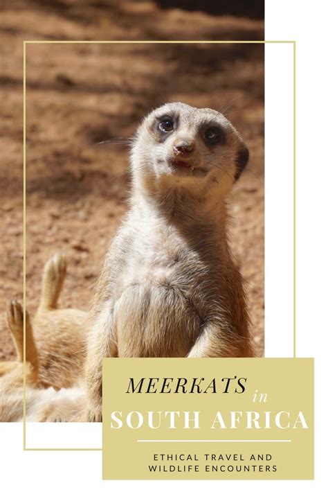 Seeing Wild Meerkats In South Africa A Guide To Ethical Travel And
