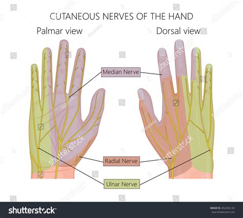 20683 Hand Nerves Immagini Foto Stock E Grafica Vettoriale