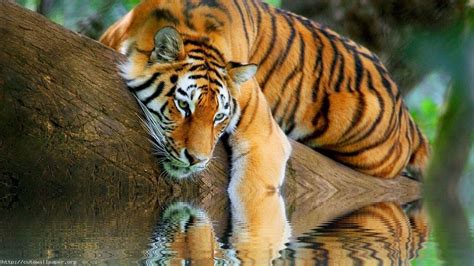 Tiger Wallpapertigerwildlifemammalvertebrateterrestrial Animal
