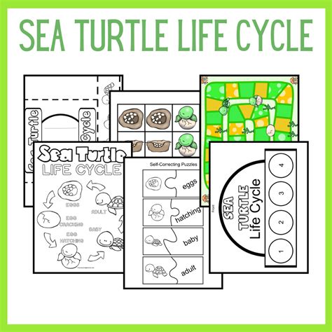 Sea Turtle Life Cycle For Kids