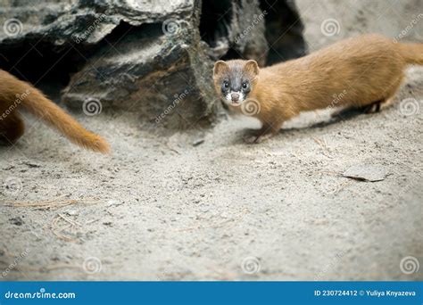 Siberian Weasel Mustela Sibirica Or Kolonok Stock Photo Image Of