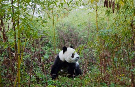 Eight Eco Friendly Destinations In China Condé Nast Traveler Wild