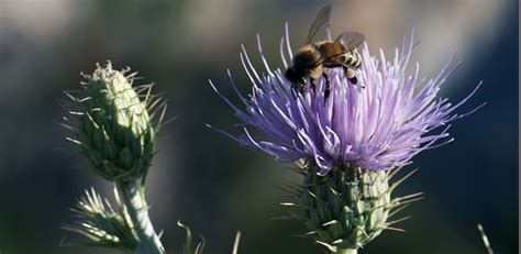 Red yellow flower petals are waiting for spring flowers. Flower Friday: Thistle | Red Rock Canyon Las Vegas