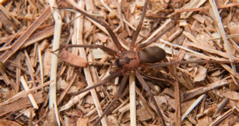 How To Identify A Brown Recluse Spider Bite On A Dog Petcoach