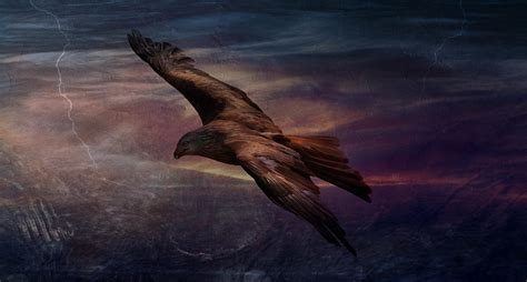 Download Eagle Flight Storm Royalty Free Stock Illustration Image
