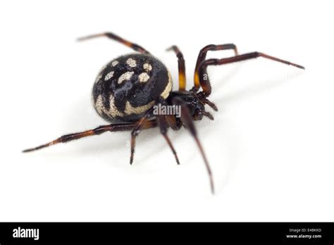 Female White Spotted False Widow Steatoda Albomaculata Spider Part