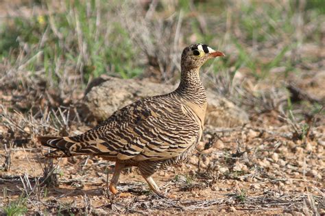 Lichtensteins Sandgrouse Flickr