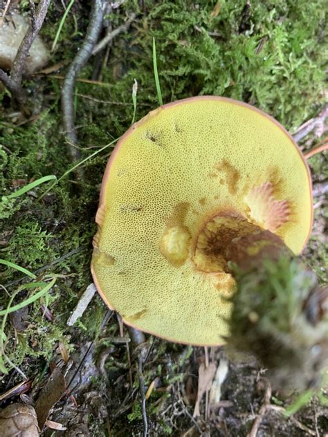 Baorangia Bicolor Bicolor Bolete Mushrooms Of Ct