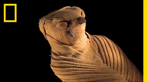 Animal Mummies Pets Of The Pharaohs National Geographic Youtube