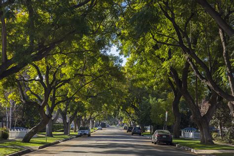 Have You Spotted These 10 La Trees Treepeople