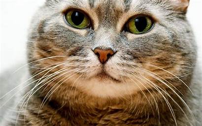 Fat Cat Cats Wallpapers Animals Shorthair Fur