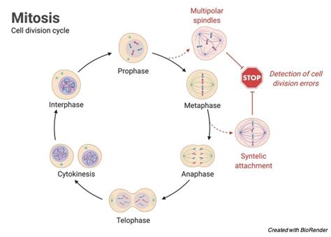 Mitosis Vs Meiosis Chart Definition And Diagram