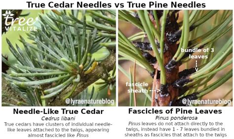 17 Different Types Of Cedar Trees And Their Identifying Features