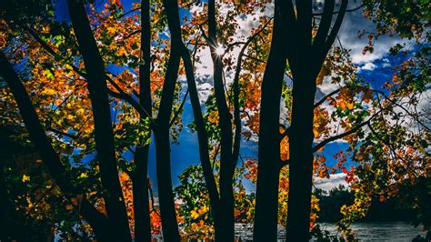 1366x768 Sunbeams Between Trees In Autumn Season Daylight 5k 1366x768