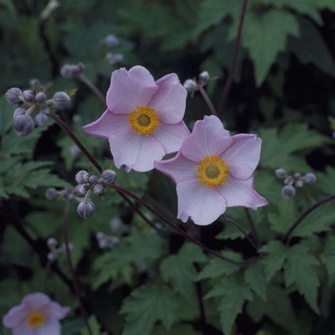 They were used by nurserymen for crossing to make. Anemone x hybrida September Charm - Windflower - Garden ...