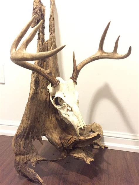 See more ideas about deer skull mount, deer skulls, deer. European deer skull antler mount with driftwood | Deer ...