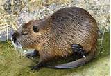 Beaver Like Rodent Images